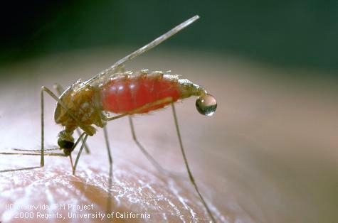 Adult western malaria mosquito, Anopheles freeborni.