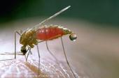 Adult western malaria mosquito, Anopheles freeborni.