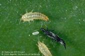 Cuban laurel thrips adult, two larvae and an egg.