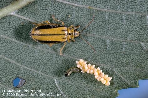 Elm leaf beetle, eggs, first instar larva and damage by adult (circular hole in leaf).