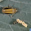 Elm leaf beetle, eggs, first instar larva and damage by adult (circular hole in leaf).