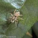 Jumping spiders are common in gardens. They spin no webs and pounce on prey.