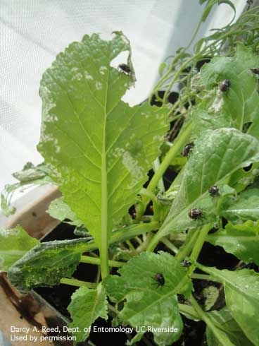 Bagrada bugs and their damage on mustard greens. Photo by Darcy A. Reed.
