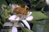 Male valley carpenter bee. [Photo by J.K. Clark]