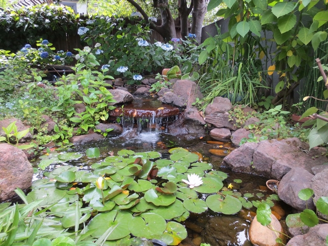 Figure 1. A well-managed water garden, such as this one, keeps mosquito numbers in check. [Photo by M.L. Flint]