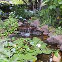Figure 1. A well-managed water garden, such as this one, keeps mosquito numbers in check.