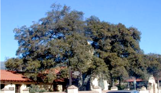 A coast live oak (Quercus agrifolia) in the initial stages of decline from Armillariaroot rot. [Photo by J. Downer]