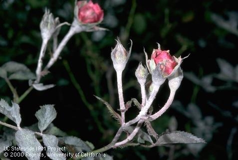 Powdery mildew, Sphaerotheca pannosa, on rose.