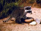 A juvenile raccoon. [Photo by L. Fitzhugh.]