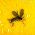 Figure 1. Fungus gnat adult trapped on yellow sticky trap. This fly is less than ¼ inch long.
