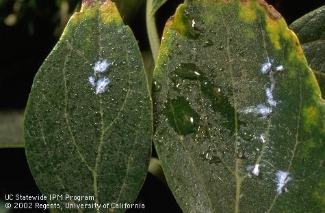 Whitish wax and sticky honeydew from Asian woolly hackberry aphid on hackberry leaves. [Photo by J.K. Clark]