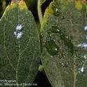 Whitish wax and sticky honeydew from Asian woolly hackberry aphid on hackberry leaves.