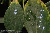 Whitish wax and sticky honeydew from Asian woolly hackberry aphid on hackberry leaves. [Photo by J.K. Clark]