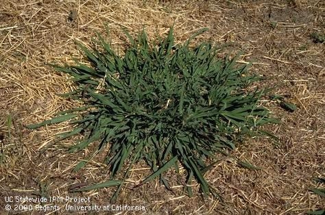 Figure 3. Dallisgrass can withstand drought conditions once established. [Photo by J.K. Clark]