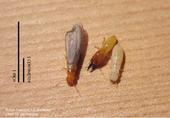 Western drywood termites. [Photo by R. Tabuchi]