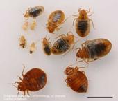 Figure 1. Bed bug adults (bottom, darker red) and nymphs. All life stages and both sexes of bed bugs preferentially feed on human blood. [Photo courtesy of Dong-Hwan Choe, UC Riverside.]