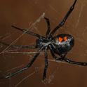 Mature female western black widow spider.