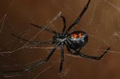 Mature female western black widow spider. [Photo by R. Vetter]