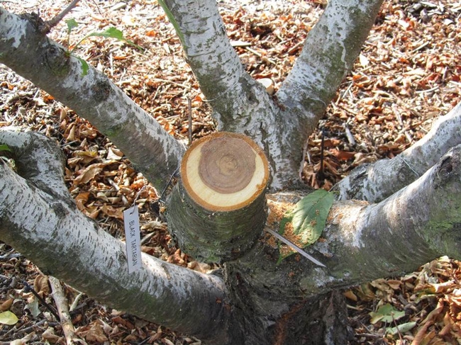 Figure 2. A cross-cut into the infected branch reveals a large fungal canker in the wood; the infection continues into the trunk.