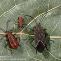 Figure 1. Boxelder bug adult and nymphs.