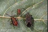 Figure 1. Boxelder bug adult and nymphs. (J.K. Clark, UC IPM)