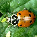 Lady beetle feeding on an aphid