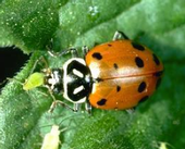 Lady beetle feeding on an aphid