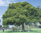 Figure 1. This healthy Victorian box (Pittosporum undulatum) tree exhibits a dense canopy, glossy green foliage, and fragrant white flowers, making it an attractive landscape subject. (D. R. Hodel, UCCE, Los Angeles)