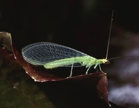 This green lacewing adult is a general predator that feeds on many soft-bodied insects.