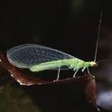 This green lacewing adult is a general predator that feeds on many soft-bodied insects.