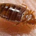 Bed bugs go back to their hiding places after eating a blood meal. (Photo: Wikimedia Commons)