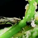 Figure 1. Asian citrus psyllid adult, and white wax tubules from yellowish nymphs.
