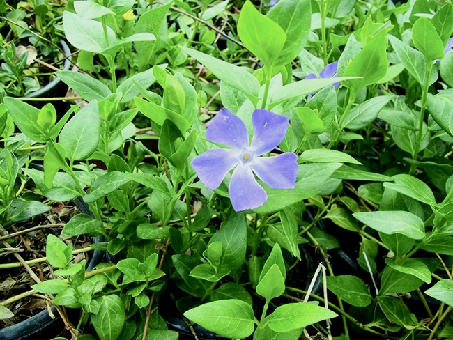 Figure 1. Periwinkle (Vinca major) is a fastgrowing,competitive plant that forms densemats of growth.
