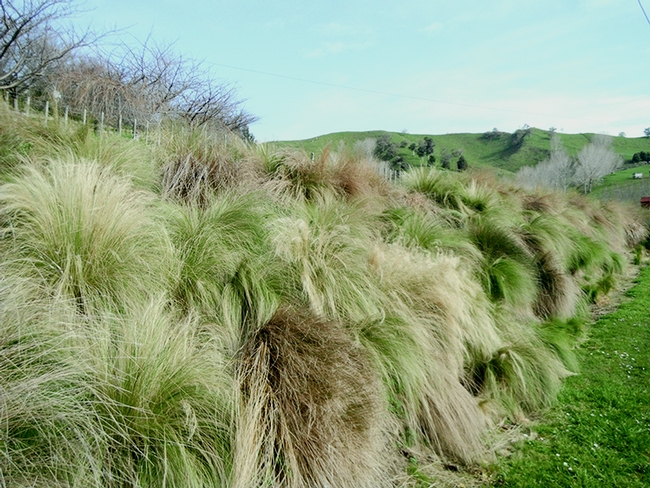 Mexican feathergrass (Nassellatenuissima) invading a hillside in New Zealand. New Zealand Government
