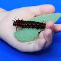 The Pipevine Swallowtail caterpillar is black with red spines. This one was displayed at the UC Davis Picnic Day 2015. [Photo by Kathy Keatley Garvey]