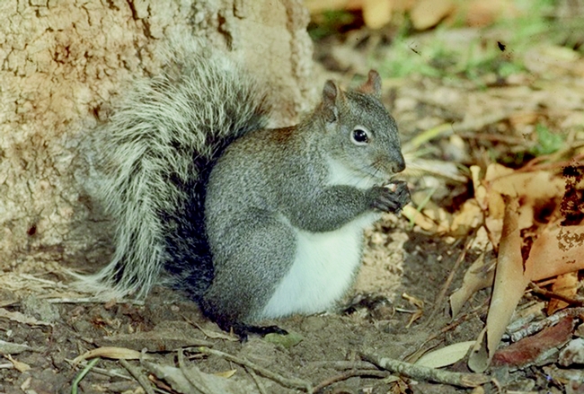 Figure 1. Western gray squirrel. (Dr. Lloyed Glenn Ingles copyright California Academy of Sciences)