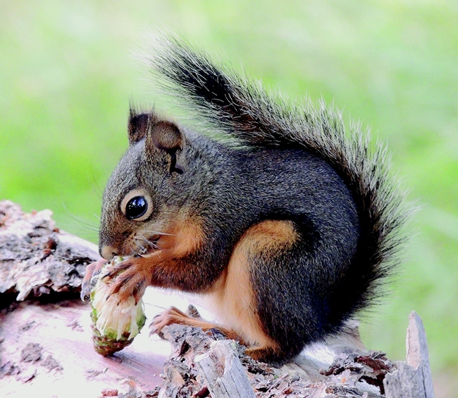 Figure 4. Native Douglas Squirrel. (C. Christie, Baker City, OR)
