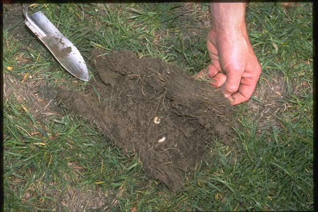 Figure 3 Pull back turf to inspect root zone. (J. K. Clark, UC IPM)