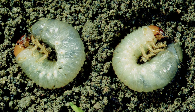 Figure 4 Masked chafer larvae (white grubs). [J.K. Clark, UC IPM]