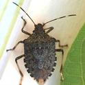 White stripes on the bug's antennae are a dead giveaway the insect is brown marmorated stink bug.