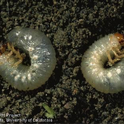 Masked chafer larvae (white grubs)