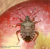 Adult brown marmorated stink bug