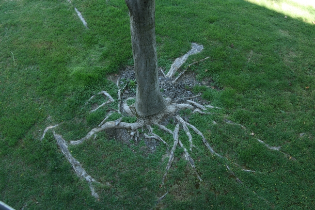 Figure 1. Tree roots often grow near the surface when soil is compacted, or when the only water available comes from shallow irrigation. [S.V.Swain]