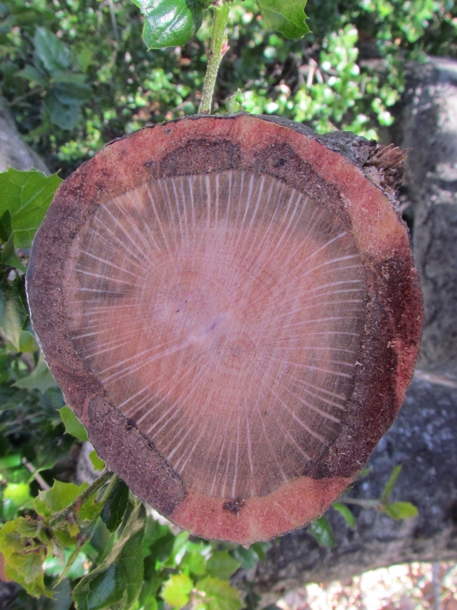 Figure 2. Bark canker caused by the fungus Geosmithia pallida.