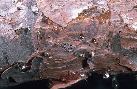 Figure 3. Sap exuding from holes created by bark beetles. [J.K.Clark]
