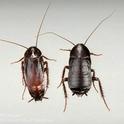 Male and female adult oriental cockroaches [UC IPM]
