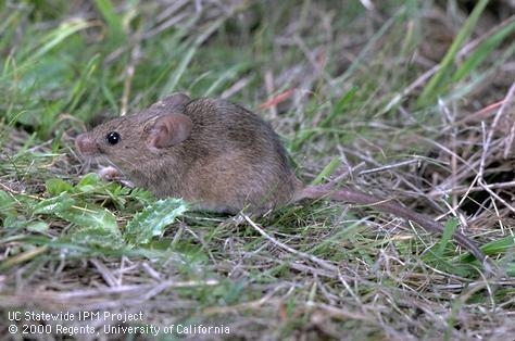 Adult house mouse [UC IPM]