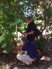 Doug Schmidt, standing, and Matteo Garbelotto examine a bay laurel on the UC Berkeley campus.