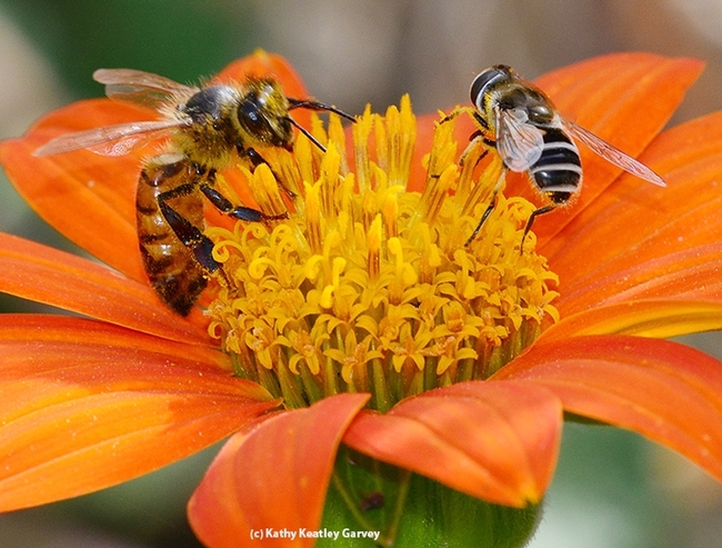 Honey bee (left) and a syrphid fly, aka hover fly or flower fly, sharing a Tithonia. [Photo by K. K. Garvey]