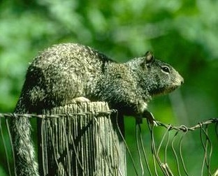 California ground squirrel. [J.K.Clark]